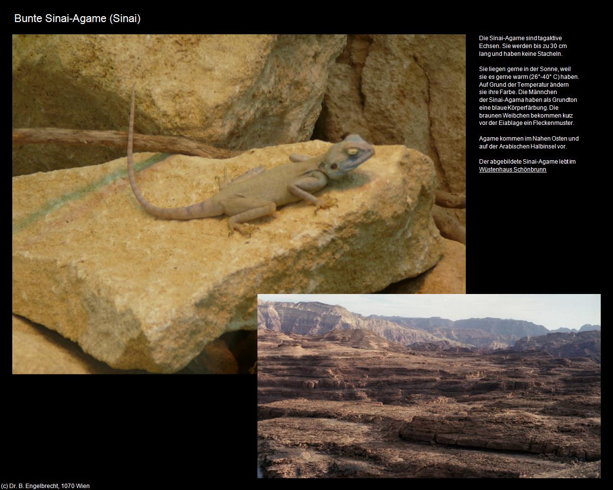 Bunte Sinai-Agame (Nuweiba, Sinai ) in Kulturatlas-ÄGYPTEN(c)B.Engelbrecht