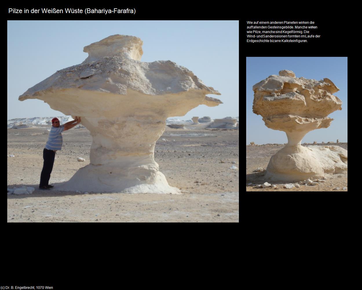 Pilze in der Weißen Wüste (Bahariya-Farafra, Westliche Wüste) in Kulturatlas-ÄGYPTEN