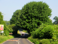 New Forest  (Romsey, England)