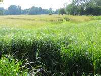 Harnham Water Meadows und Old Mill  (Salisbury, England)