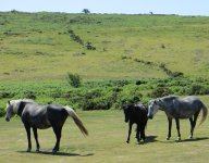 Dartmoor National Park II  (Dartmoor, England)