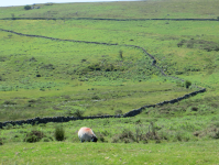 Dartmoor National Park I  (Dartmoor, England)