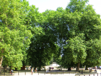 Hyde Park  (London, England)