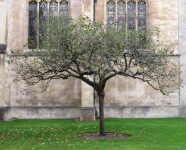 Trinity College II (Cambridge, England)