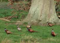 Eastnor Castle (Ledbury, England)