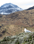 Snowdonia-Nationalpark I  (Llanberis, Wales)