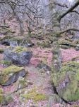 Snowdonia-Nationalpark III  (Llanberis, Wales)