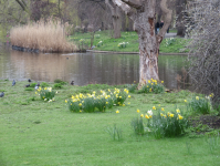 Regent Park (London, England)