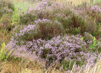 North York Moors National Park  (Helmsley, England )