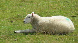 Northumberland National Park  (Bardon Mill, England)