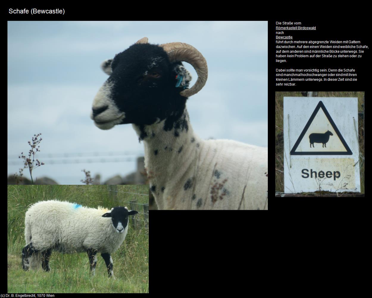 Schafe  (Bewcastle, England) in Kulturatlas-ENGLAND und WALES(c)B.Engelbrecht