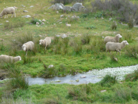 Iberisches Schwein (Hinojosa del Duque)