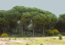 Landschaft (Palos de la Frontera)