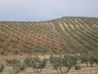 Olivenhaine  (Jaén)