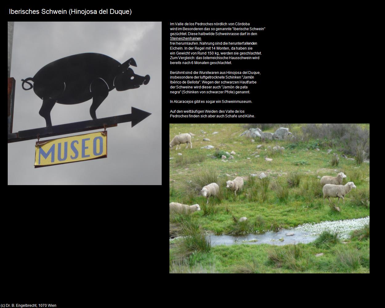 Iberisches Schwein (Hinojosa del Duque) in Kulturatlas-SPANIEN-ANDALUSIEN(c)B.Engelbrecht