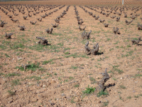 Weinbau I - Anbau (Valdepenas)