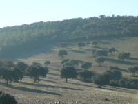 Sierra Morena  (Sierra Morena)