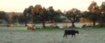 Landschaft (Jerez de los Caballeros)