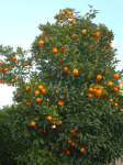 Orangen (Burguillos del Cerro)