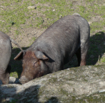 Iberisches Schwein (Brozas)