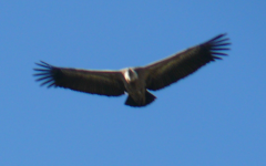 Naturpark Montfragüe I - Überblick (Villarreal de San Carlos)