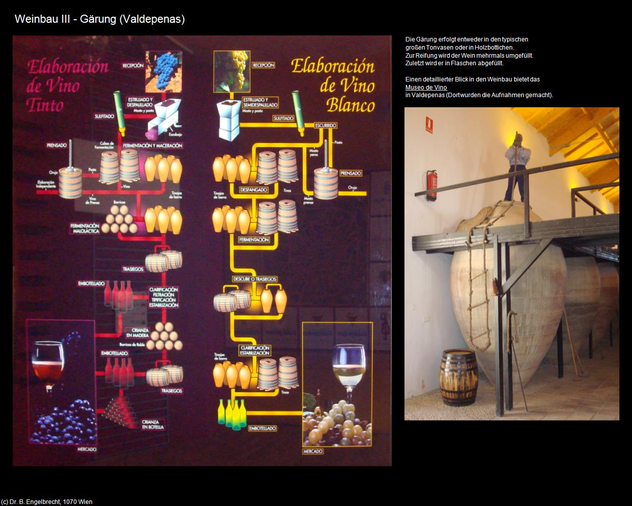Weinbau III - Gärung (Valdepenas (ESP-CM)) in Kulturatlas-SPANIEN-MITTE(c)B.Engelbrecht