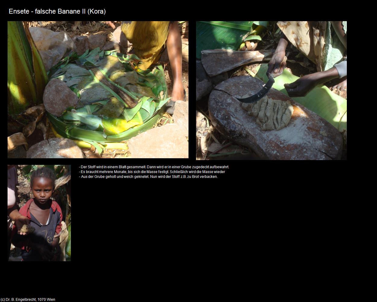 Ensete - falsche Banane II (Kora) in Äthiopien
