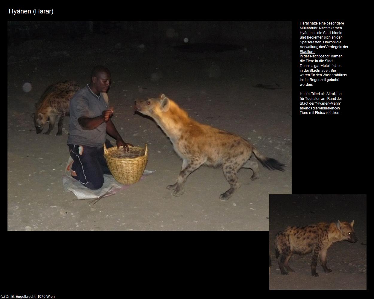 Hyänen (Harar) in Äthiopien(c)B.Engelbrecht
