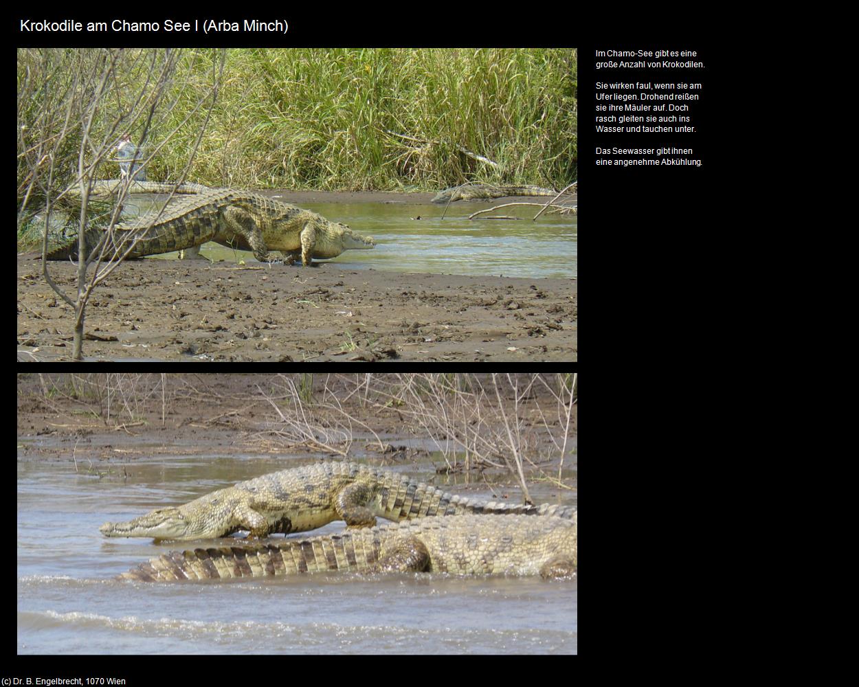 Krokodile am Chamo See I  (Arba Minch) in Äthiopien