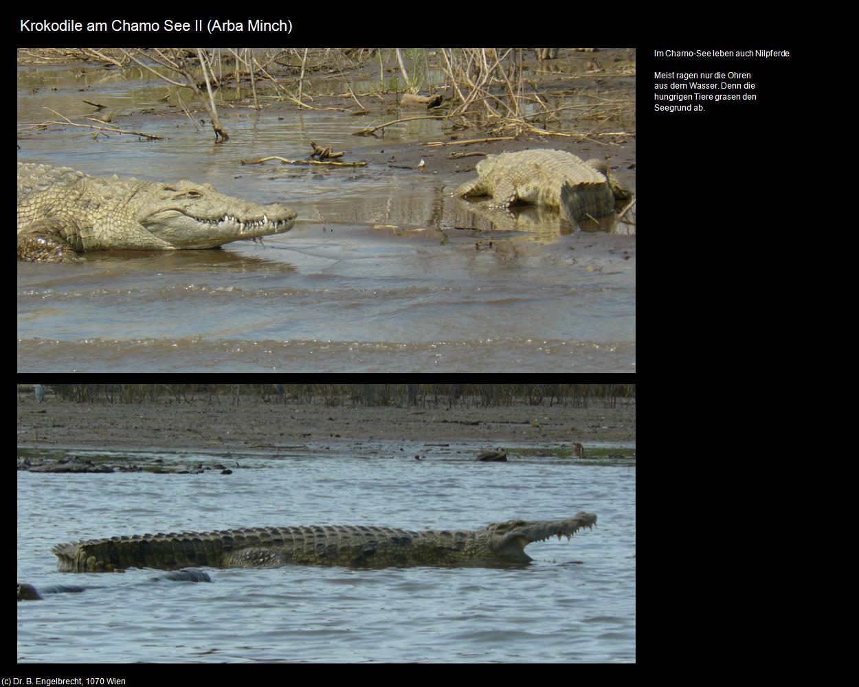 Krokodile am Chamo See II (Arba Minch) in Äthiopien