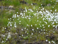 Wollgras im Pallas-Yilästunturi-Nationalpark (Kutuniva)