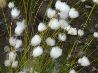 Wollgras im Pallas-Yilästunturi-Nationalpark (Kutuniva)