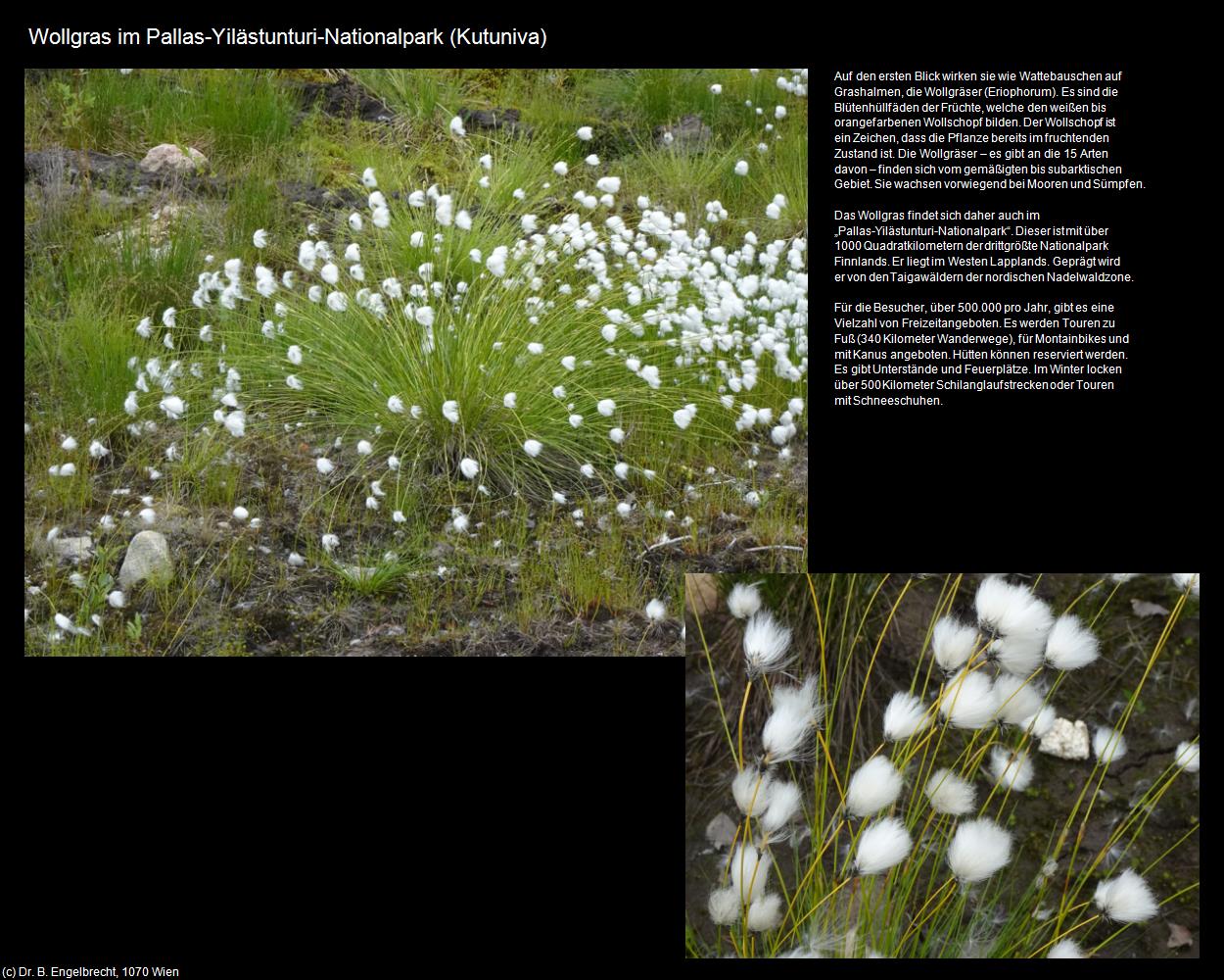 Wollgras im Pallas-Yilästunturi-Nationalpark (Kutuniva) in Kulturatlas-FINNLAND