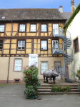 Musée d'Histoire naturelle et d'Ethnographie (Colmar (FR-GES))