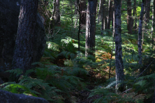 Wald von Fontainebleau (Fontainebleau)  (Fontainebleau (FR-IDF))