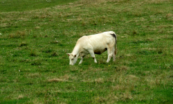 JuraFlora im Fort des Rousses (Poligny (FR-BFC))