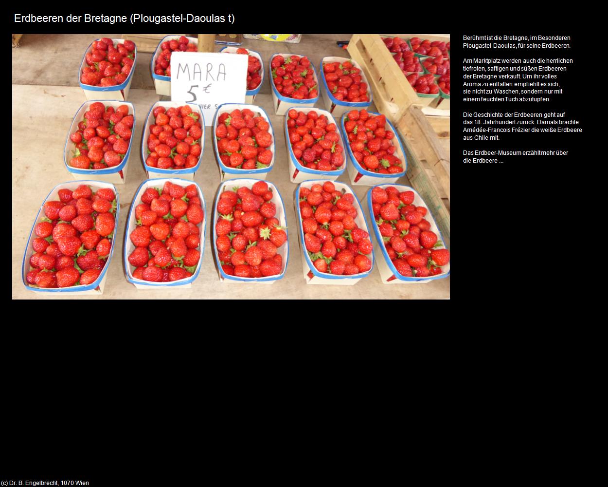 Erdbeeren der Bretagne (Plougaste-Daoulas (FR-BRE)) in Kulturatlas-FRANKREICH