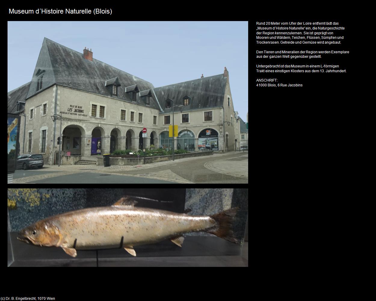 Museum d‘Histoire Naturelle (Blois (FR-CVL)) in Kulturatlas-FRANKREICH