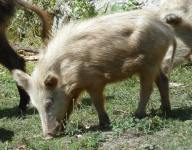 Schweine  (Nakipari)