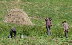 Landwirtschaft II  (Svanetien)