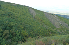 Stadtmauer (Signagi)