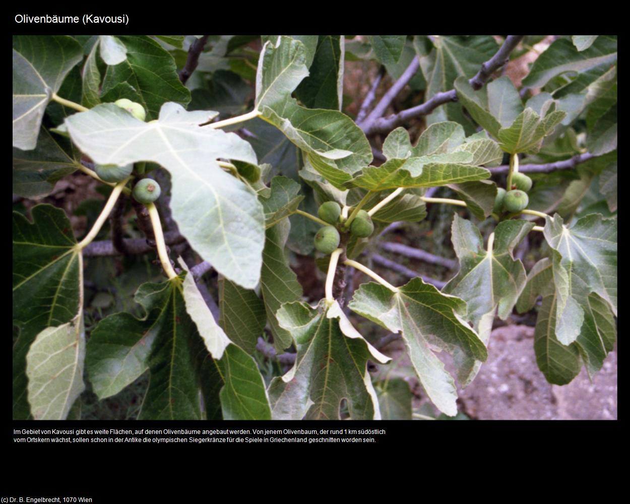 Olivenbäume (Kavousi) in KRETA und SANTORIN