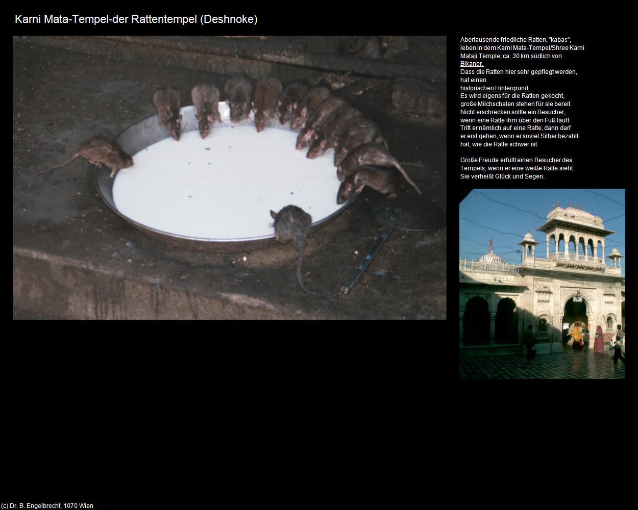 Karni Mata-Tempel-der Rattentempel (Deshnoke) in Rajasthan - das Land der Könige(c)B.Engelbrecht