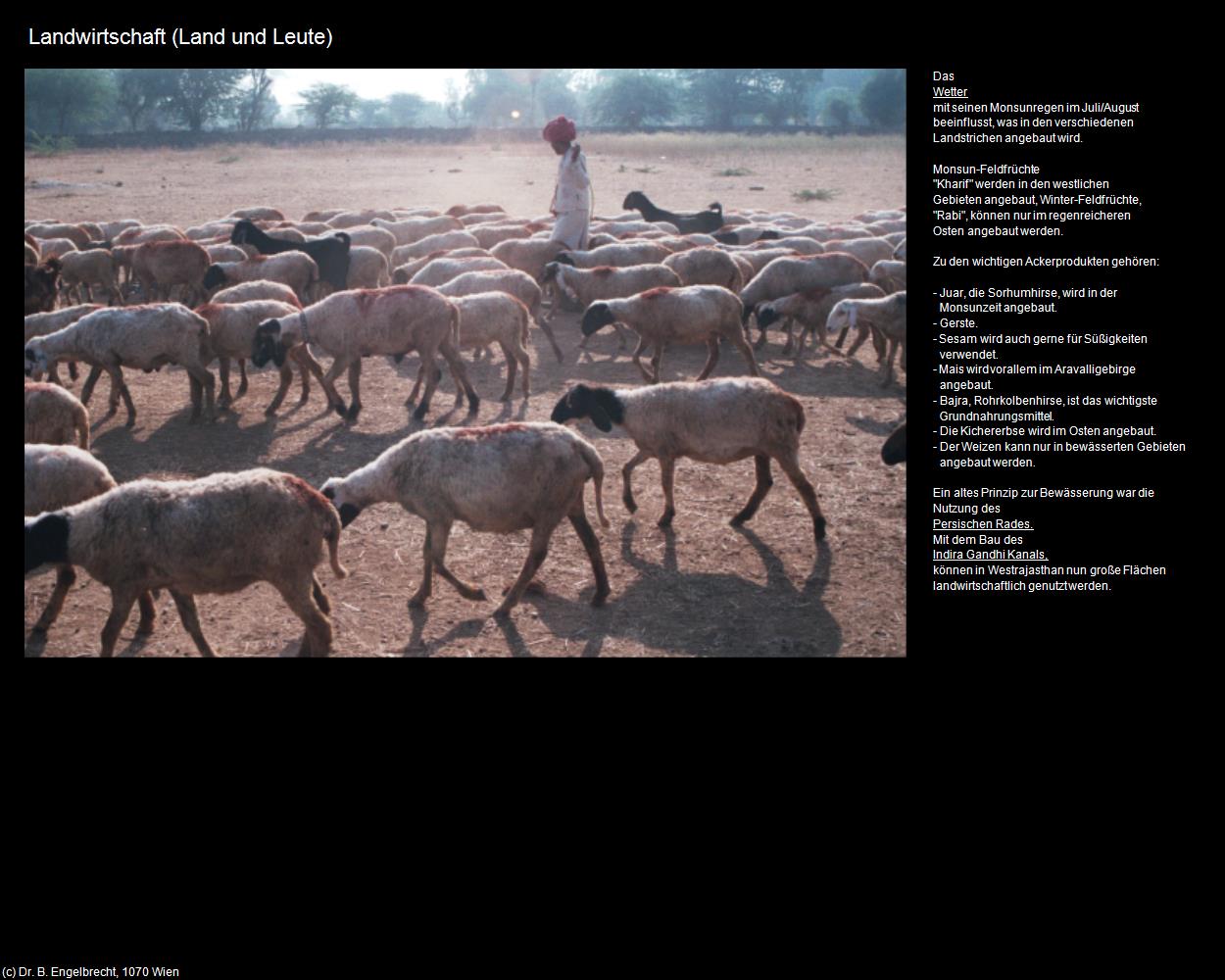 Landwirtschaft (Rajasthan-Allgemein) in Rajasthan - das Land der Könige(c)B.Engelbrecht