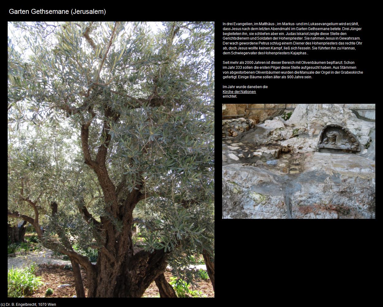 Garten Gethsemane  (Jerusalem) in Kulturatlas-ISRAEL(c)B.Engelbrecht