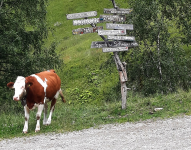 Wanderung zum Klaussee (Steinhaus bei Ahrntal/Cadipietra)