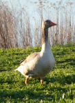 Schlacht bei Remich (Remich/Reimech)