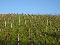 Caves Cooperatives (Wellenstein)