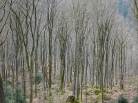 Natur- und Geopark Mullerthal I (Berdorf)