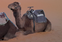 Sanddünen Erg Chebbi II (Merzouga)